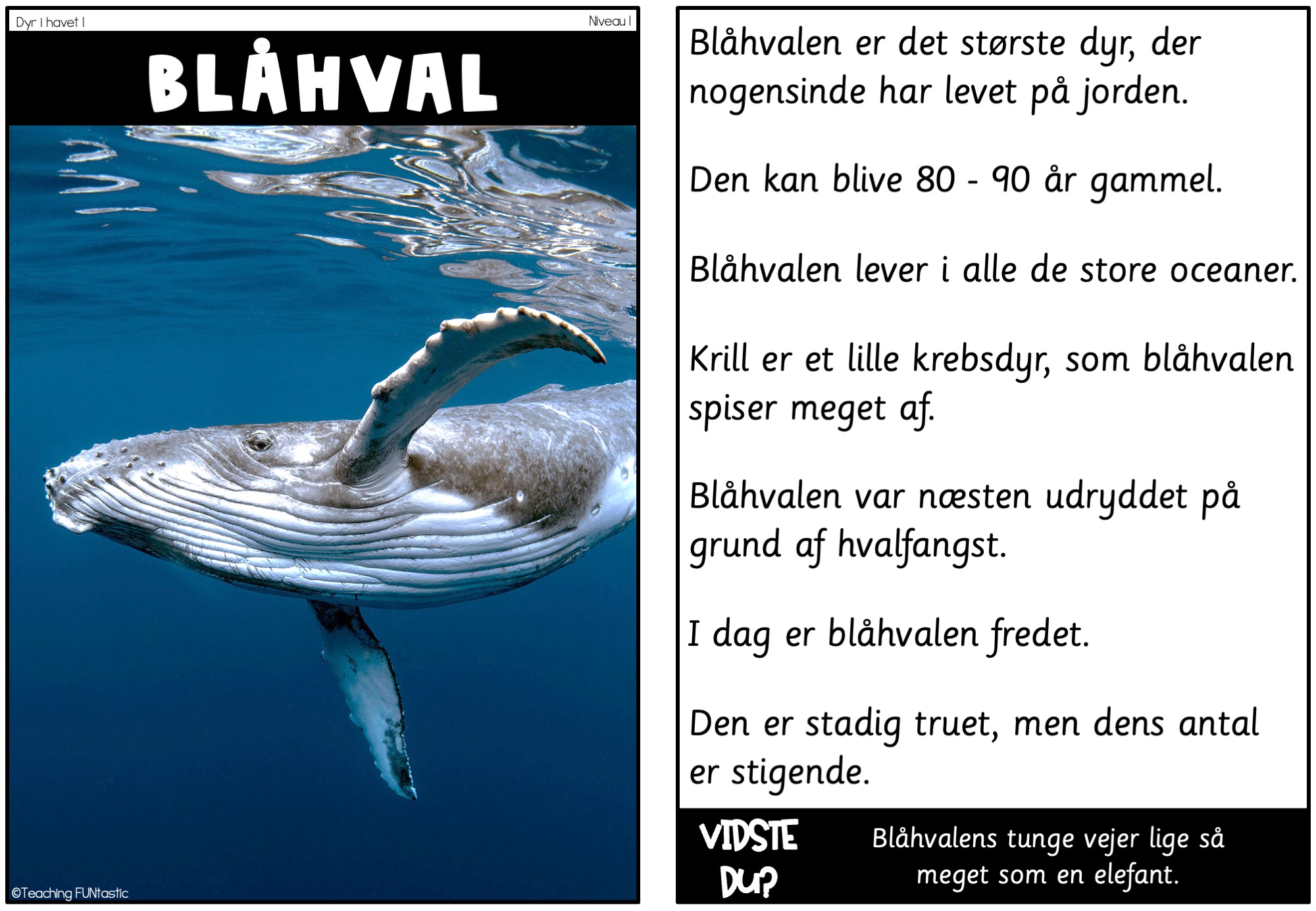 læsetekster dyr i havet